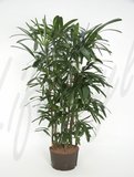 Rhapis excelsa