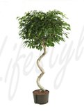 Ficus benjamina, gedrehter Stamm