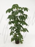 Schefflera Amathe