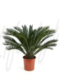 Cycas revoluta (Palmfarn)