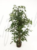 Ficus benjamina