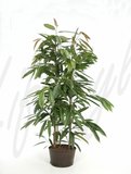 Ficus longifolia