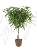 Ficus longifolia, Hochstamm