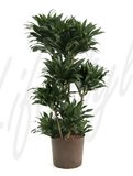 Dracaena fragrans Compacta