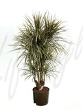 Dracaena marginata, verzweigt (Drachenbaum)