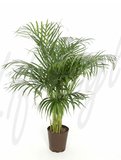 Chrysalidocarpus lutescens (Areca-Palme)