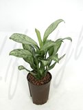 Aglaonema