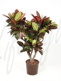 Codiaeum Petra (Wunderstrauch, Croton)